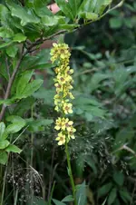 DSC_2127.webp