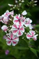 DSC_2155.webp