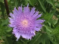 Bild 258.webp