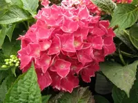 Bild 1596.webp