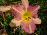 k-DSCI2845.webp