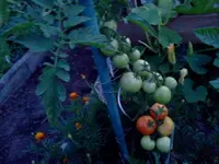 jul 042.webp