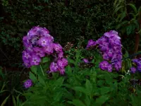jul 060.webp
