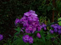 jul 064.webp