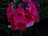 jul 066.webp