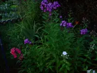 jul 072.webp