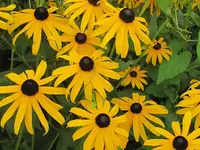 092.webp