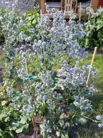 140718 Blau durchgefärbt.webp