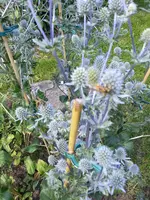 140718 Insektenbesuch.webp