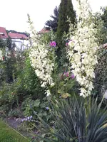 140720 Yucca- Rosen 2.webp