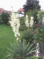 20140720 Yucca- Rosen.webp