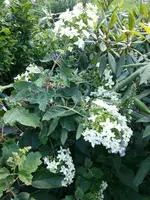 140718 Eichenblättrige Hortensie.webp