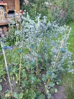20140718 Sommerliche Üppigkeit.webp