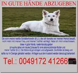 Schäferhund.webp