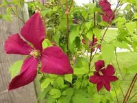 Bild 1685.webp