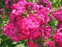 Garten 20.7 001.webp