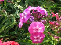 Garten 20.7 002.webp
