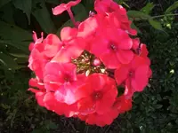 Garten 20.7 003.webp
