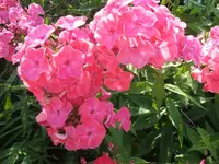 Garten 20.7 005.webp