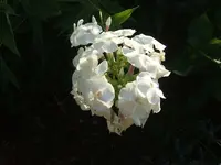 Garten 20.7 011.webp