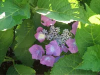 Garten 20.7 012.webp