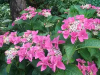 Garten 20.7 013.webp