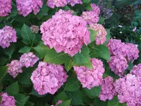 Garten 20.7 014.webp