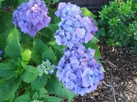 Garten 20.7 015.webp