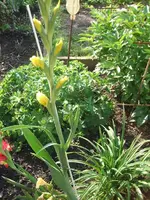 Garten 20.7 007.webp