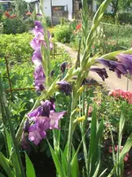 Garten 20.7 008.webp