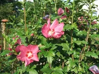 Garten 20.7 004.webp