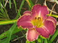 my kind falsch_1024x768.webp