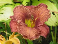 mapping carolina_1024x768.webp
