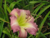 lady liz1_1024x768.webp