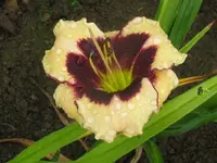 celebration of angle1_1024x768.webp