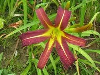 dark star1_1024x768.webp