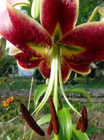 P1020250.webp