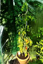_welke Tomi.webp