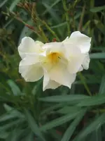 Oleander.webp