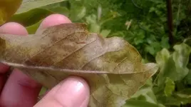 Magnolie1.webp Magnolie1.webp