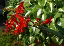 Crocosmia.webp