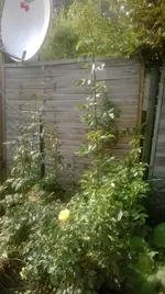 Rose.webp