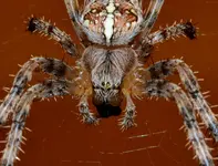 profil.webp
