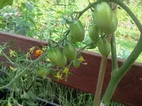 bum 132.webp