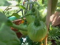 bum 134.webp