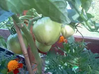 bum 146.webp