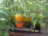 Tomate - Tumbling Tom.webp