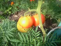 bum 045.webp