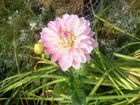 bum 152.webp