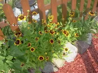 bum 057.webp